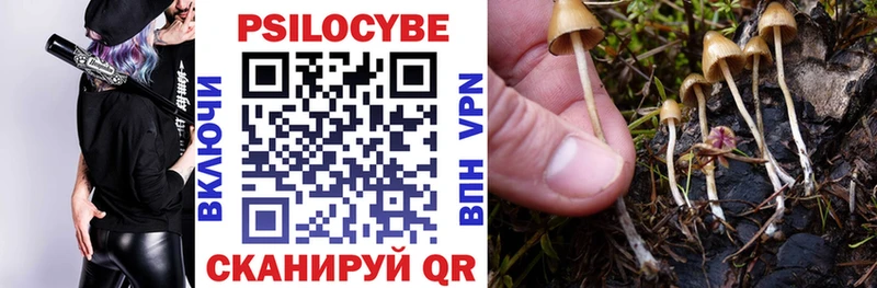 Галлюциногенные грибы Psilocybe Курганинск