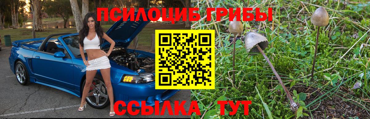 Курганинск  Галлюциногенные грибы Psilocybe  где найти   Вход с VPN 